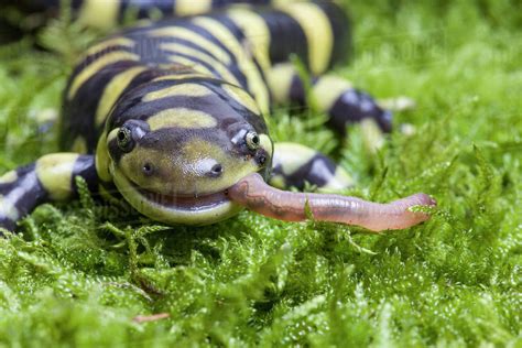 tiger salamander ambystoma tigrinum ~ Tiger Salamander