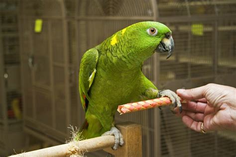 8 Reasons Why Parrots Scream: & How to Stop It | Pet Keen