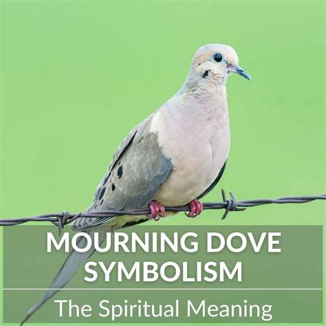 Mourning Dove Meaning: Fascinating Spiritual Significance