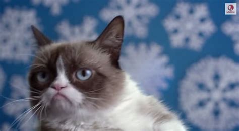 The 5 Best Moments From the Grumpy Cat Movie Trailer - Catster