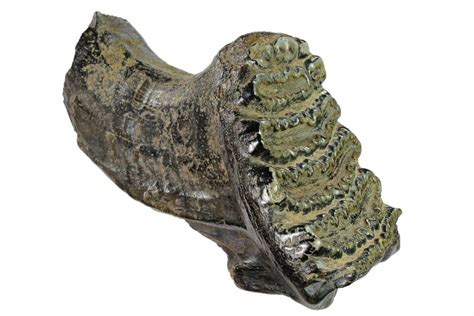 4.8" Partial, Fossil Stegodon Molar With Roots - Indonesia (#148072) For Sale - FossilEra.com