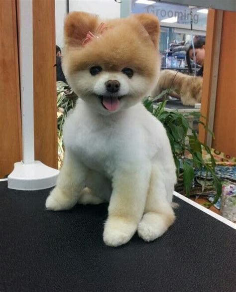 Pomeranian Bear Haircut