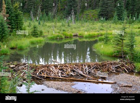 Beaver Dam Construction Near Hinton Alberta Canada Canadian Rockies Canadian Rocky Mountains ...