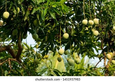 Kerala mango tree Images, Stock Photos & Vectors | Shutterstock