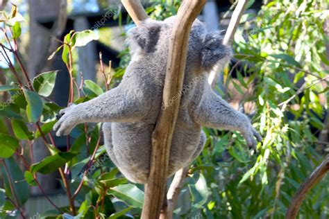 Lazy Koala — Stock Photo © woodstock #8295947