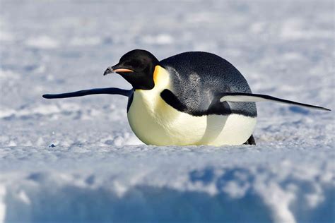 Emperor Penguin Facts (Aptenodytes forsteri)