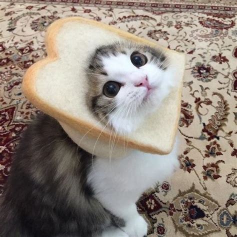 Here's a picture of a cute cat in a bread just because : r/cats