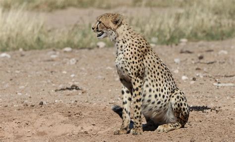 Cheetah Acinonyx jubatus running, Cheetah, Acinonyx jubatus, 18 months old, sitting 19859833 ...