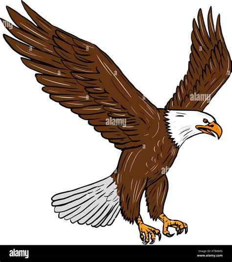 Bald eagle drawing hi-res stock photography and images - Alamy