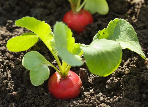 Radishes: Planting, Growing, and Harvesting Radishes | The Old Farmer's Almanac