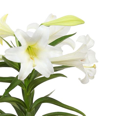 Images Of Easter Lilies | Free download on ClipArtMag