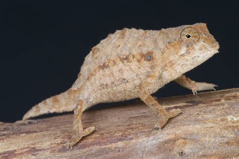 Bearded Pygmy Chameleon / Rieppeleon Brevicaudatus Stock Image - Image of bearded, lizards: 31282647