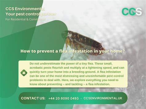 How to prevent a flea infestation in your home? - CCS Environmental ...