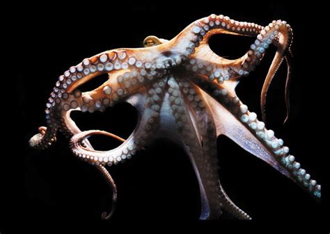 The Mind of an Octopus | Scientific American