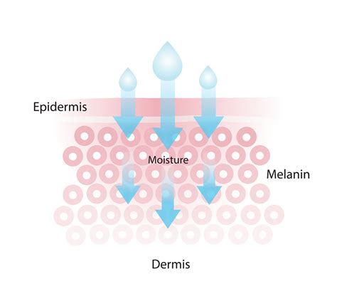 Infographic of skin moisture vector isolated on white background. The mechanism of nutrient ...