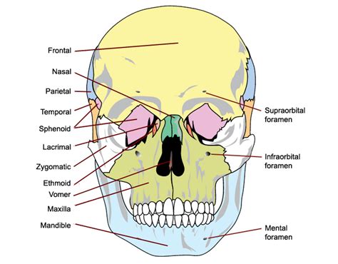 The Bones of the Skull | Human Anatomy and Physiology Lab (BSB 141) | | Course Hero