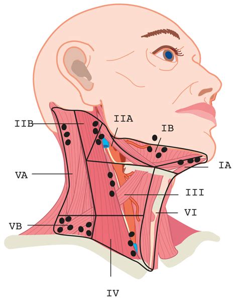 Lymph Nodes Neck Levels