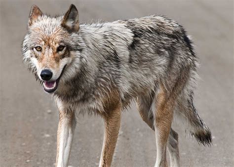 A Result of Alaskas poor management practices- a wolf pack beloved for decades has vanished ...