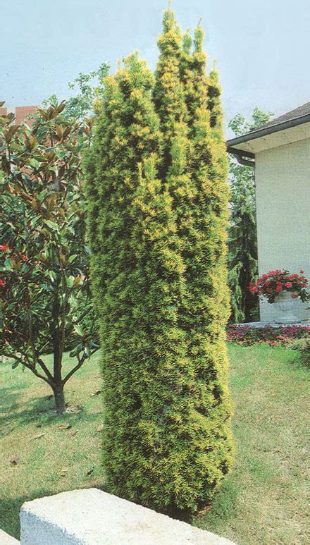 TAXUS BACCATA FASTIGIATA AUREA - Rasadnik Manojlović