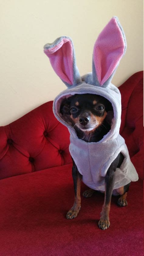 19 Best Chihuahua Halloween costumes images in 2020 | Dog costumes, Dog ...