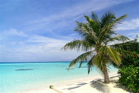 Exotic Beach in Maldives stock photo. Image of blue, summer - 9298912