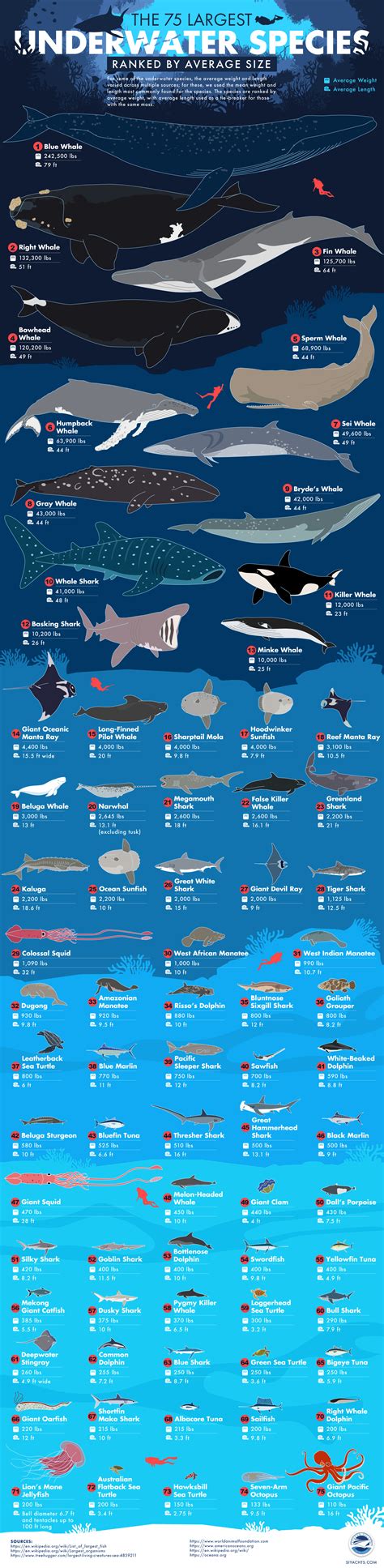 The 75 Largest Underwater Species Ranked by Average Size