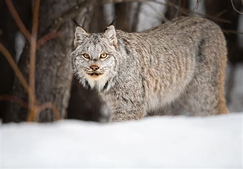 Canadian Lynx In Snow