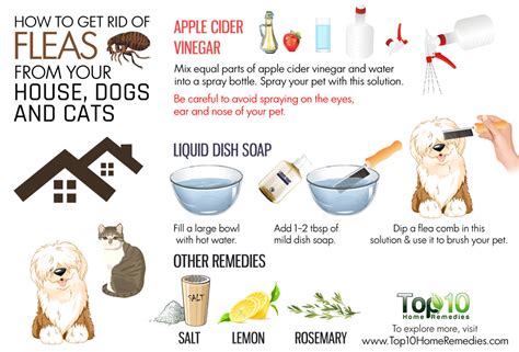 How to Know If Your Dog Has Fleas ? | Dogs Addict