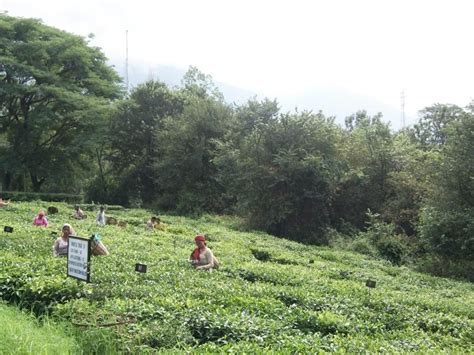 Tea Gardens Palampur - Ketav's Ayush Panchkarma India