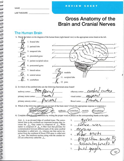 Gross Anatomy Of The Brain And Cranial Nerves Worksheet Answers Anatomy Worksheets | sexiezpix ...