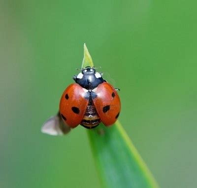 Ladybug Opening Wings Macro Shot