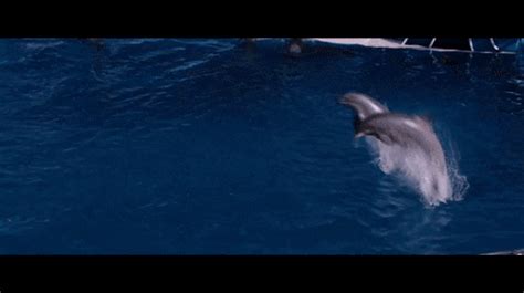 Dolphins Are Cool GIFs - Find & Share on GIPHY