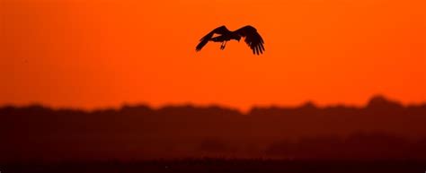 Premium Photo | Silhouette of a bird on the background of the sunset