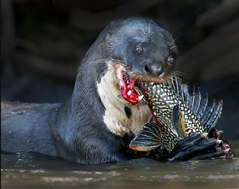 Giant Sea Otter Vs River Otter