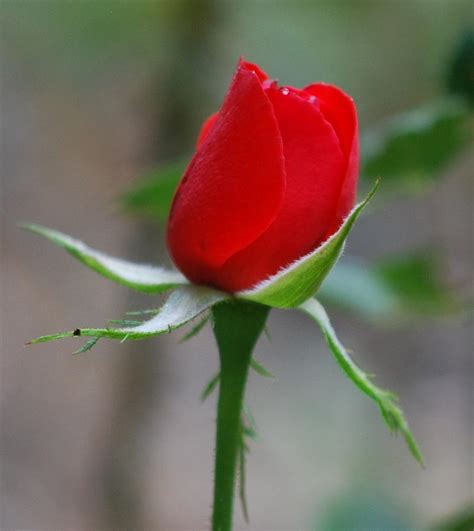 Red Rose Bud Photograph by Jo Ann Gard