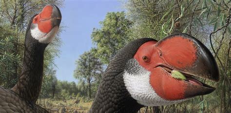 A case of mistaken identity for Australia's extinct big bird