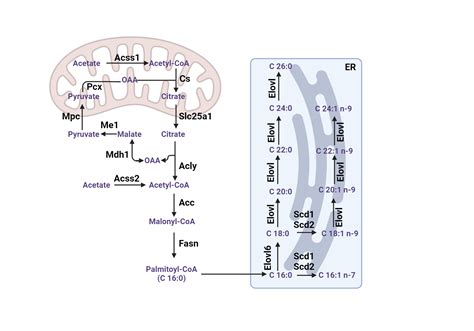 De novo Lipogenesis Pathway | BioRender Science Templates