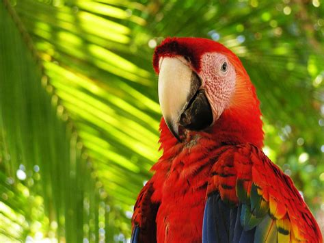 Scarlet Macaws still fly free in Costa Rica | Enchanting Costa Rica