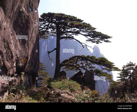 Pine trees on Mount Huang, Huangshan, Anhui Province, China Stock Photo - Alamy