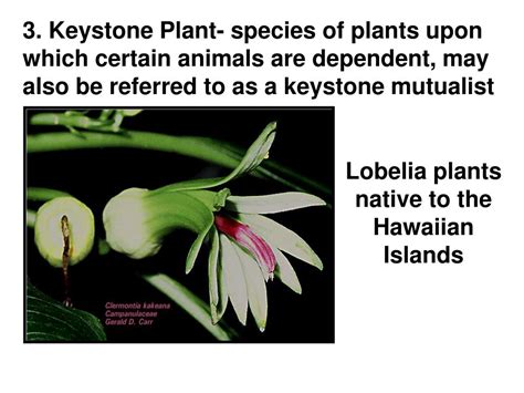 PPT - Keystone Species Concept in Ecology and Conservation PowerPoint Presentation - ID:267853