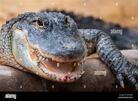 Alligator teeth close up hi-res stock photography and images - Alamy