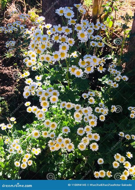 Manzanilla stock image. Image of chamomile, mexico, flower - 110094145