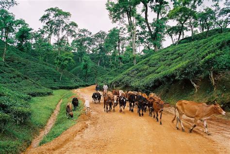 Tea Garden At Sylhet, Bangladesh Stock Image - Image of jaflaong, habiganj: 103679965