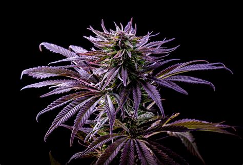 What Are Purple Weed Strains? - klsentral.org