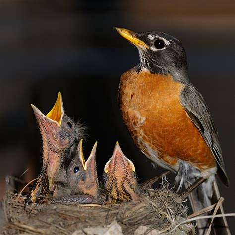 Baby Birds Out of the Nest | Blog | Weston Nurseries