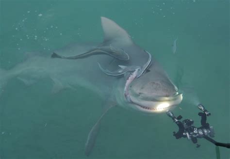 Bull Shark – "OCEAN TREASURES" Memorial Library