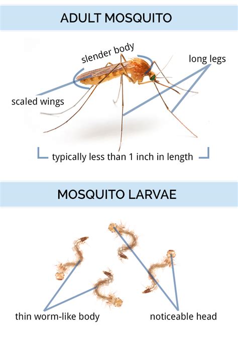 Mosquito Identification, Life Cycle & Anatomy - Types of Mosquitoes