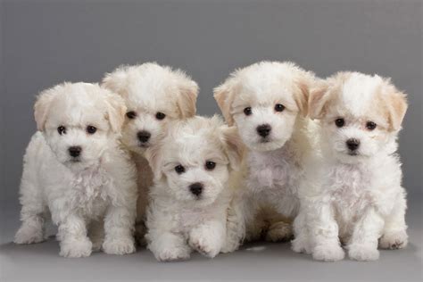 Bichon Frise Dog Breeders Profiles and Pictures | Dog Breeders Profiles ...