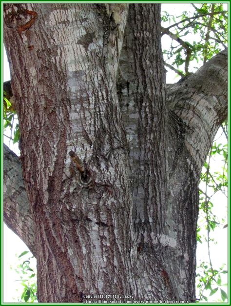 Photo of the stem, scape, stalk or bark of Laurel Oak (Quercus laurifolia) posted by ...