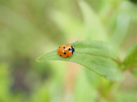 HD wallpaper: ladybug, coccinellidae, beetle, elytron, siebenpunkt ladybird | Wallpaper Flare